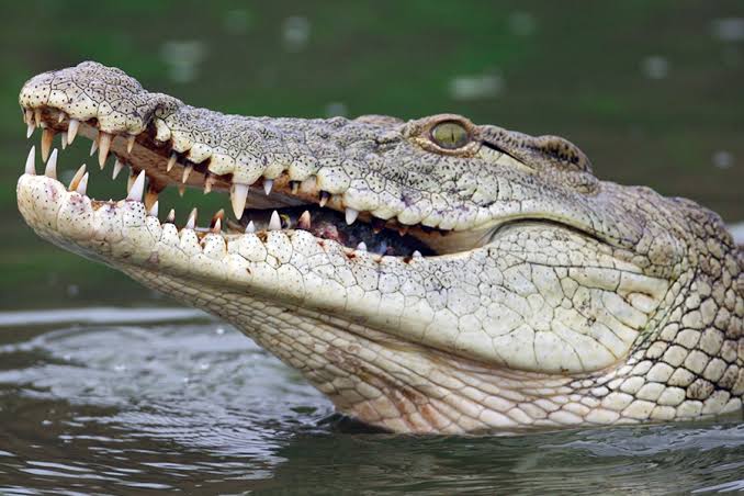 RWANDA: Man who defied Coronavirus lockdown killed by crocodile