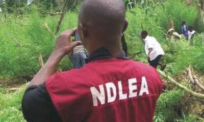 NDLEA secures court's order to sell 111 vehicles, motorcycles abandoned by suspected drug dealers