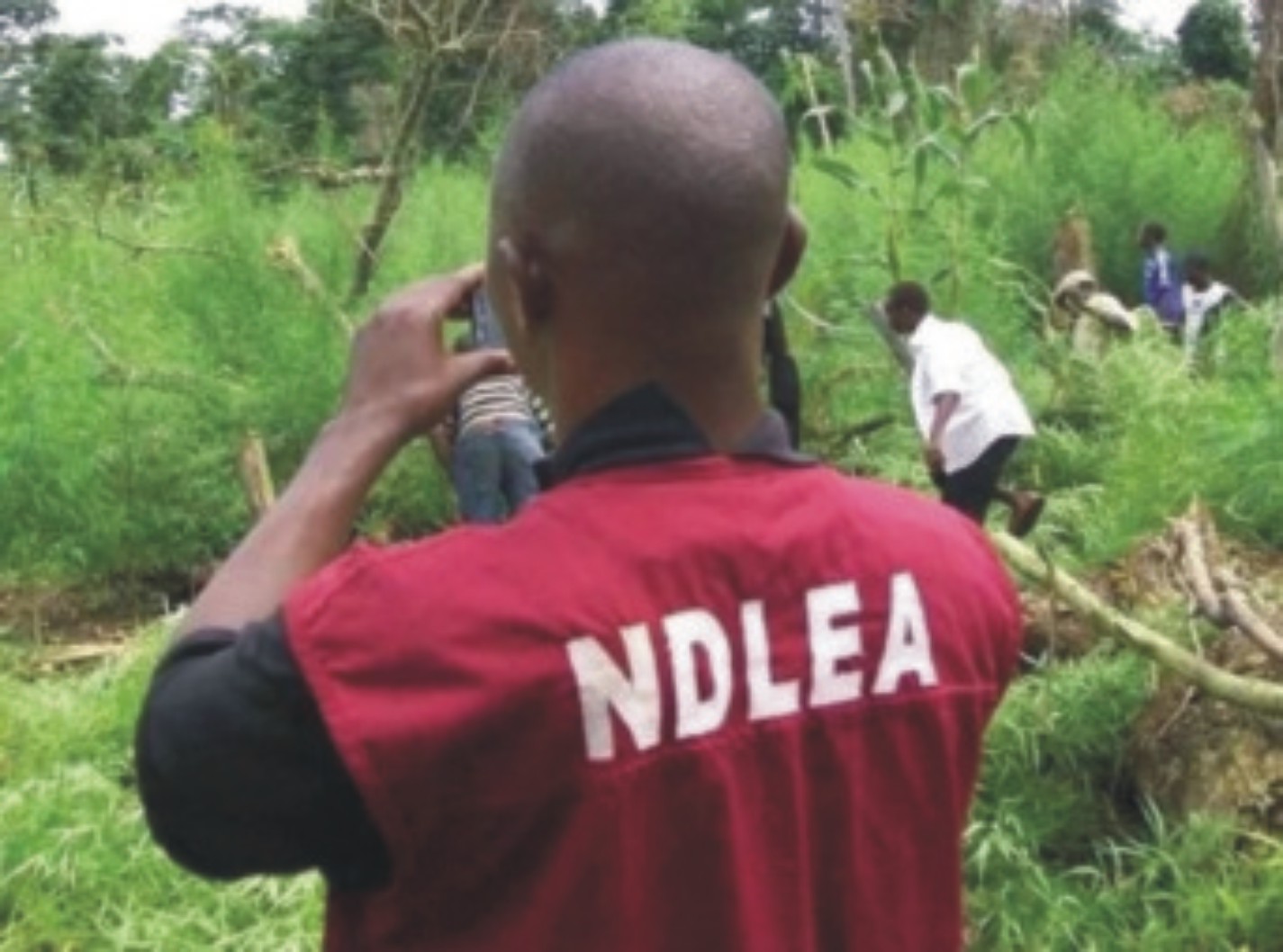 NDLEA secures court's order to sell 111 vehicles, motorcycles abandoned by suspected drug dealers